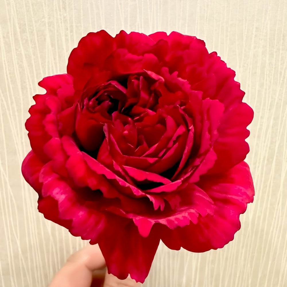 Ligare Rose Plant｜真彩230 image 3