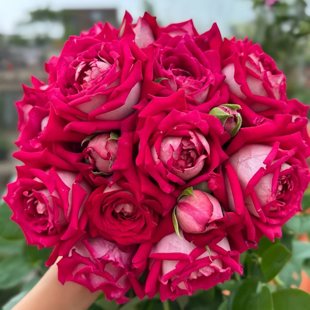 Monica Bellucci Rose Plant｜莫妮卡贝鲁奇 image 0