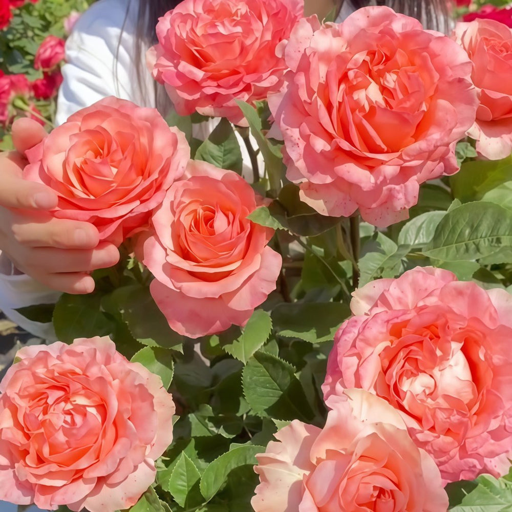 Mousse Rose Plant | 慕斯 image 5