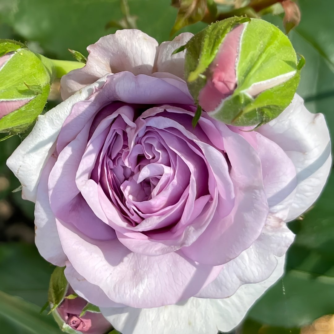 Ilias Rose Plant｜伊利亚特 image 4
