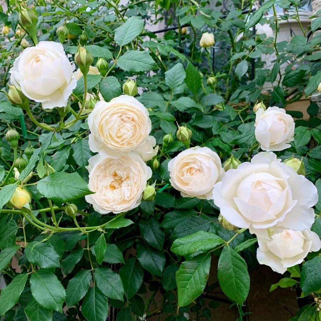 Claire Austin Rose Plant|克莱尔奥斯汀 image 4