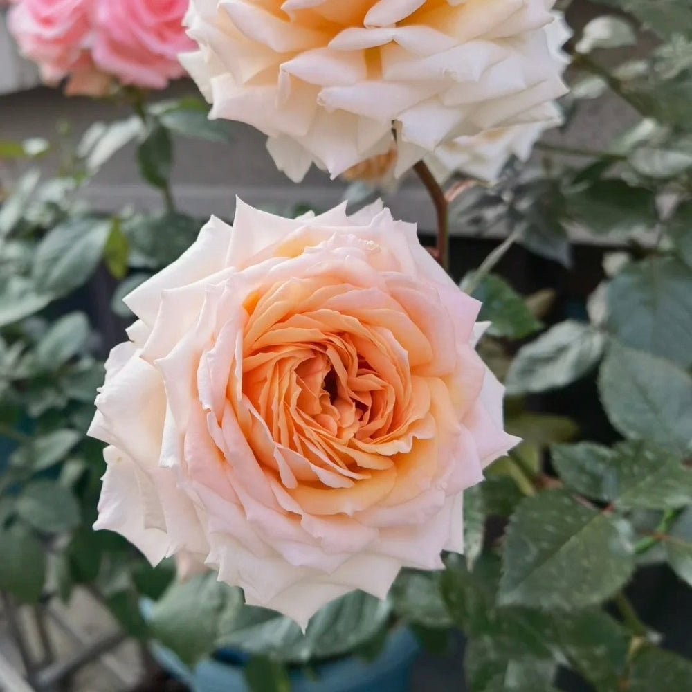 Grossherzogin Luise Rose Plant|大公夫人 image 3