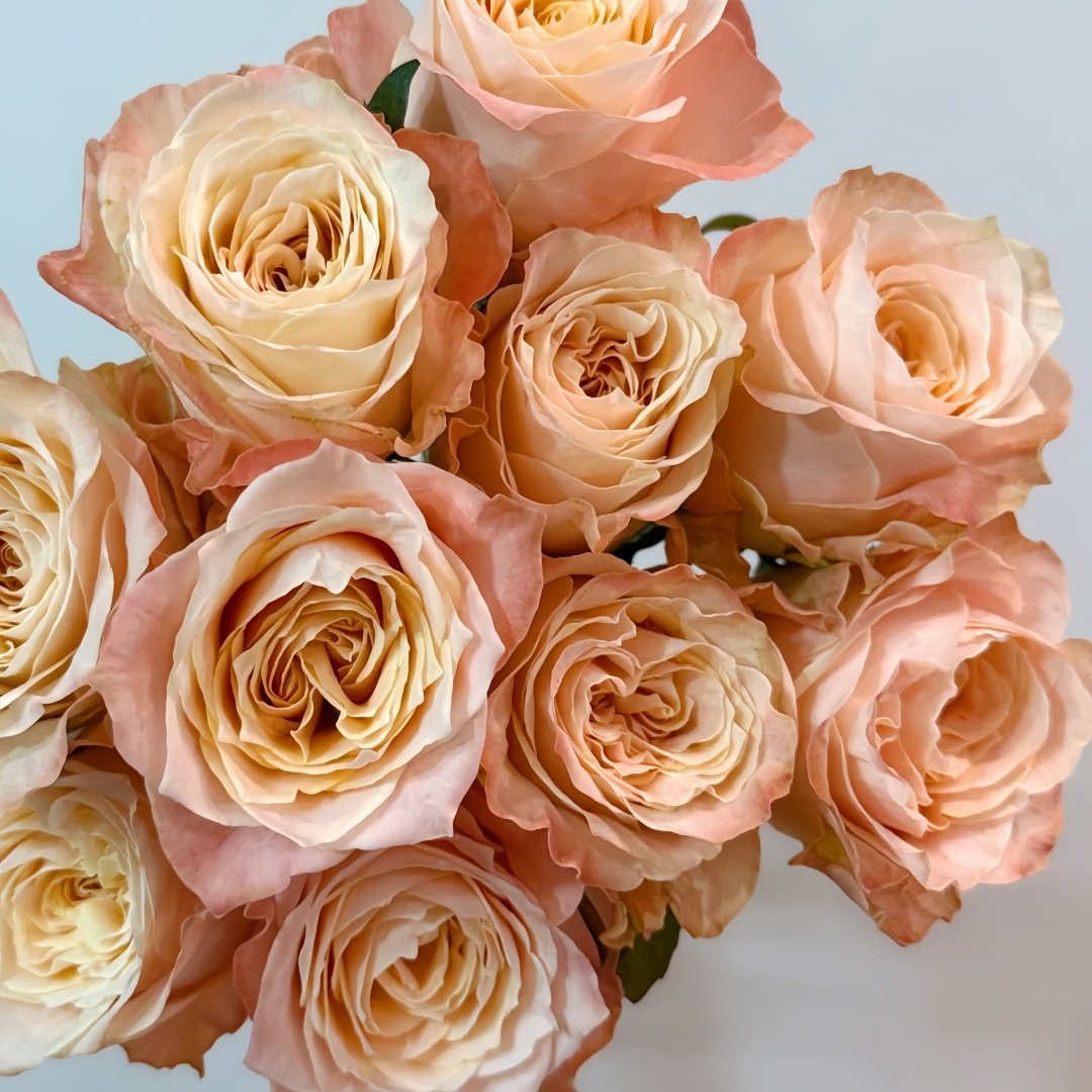 Warm hearted Milk Pastry Rose Plant|暖心奶油酥 image 9