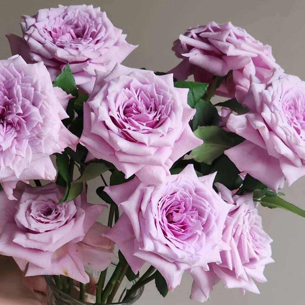 Colin Craven Rose Plant｜柯林克莱文 image 8