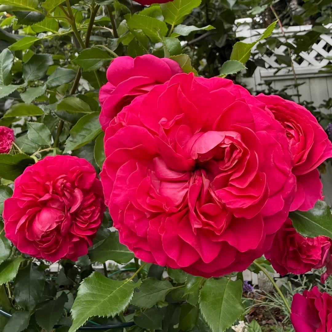 Hettie Rose plant｜海蒂 image 4