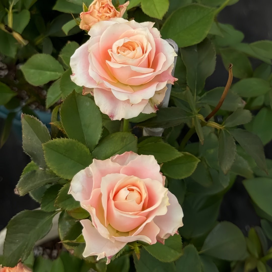 Escalante Rose Plant | 埃斯卡兰特 image 8