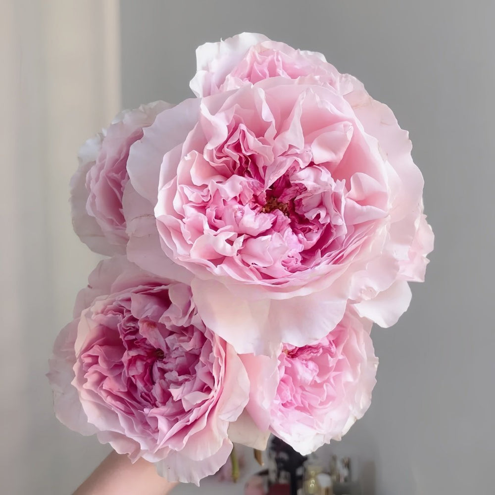 Rosalind Rose Plant｜罗莎琳达 image 3