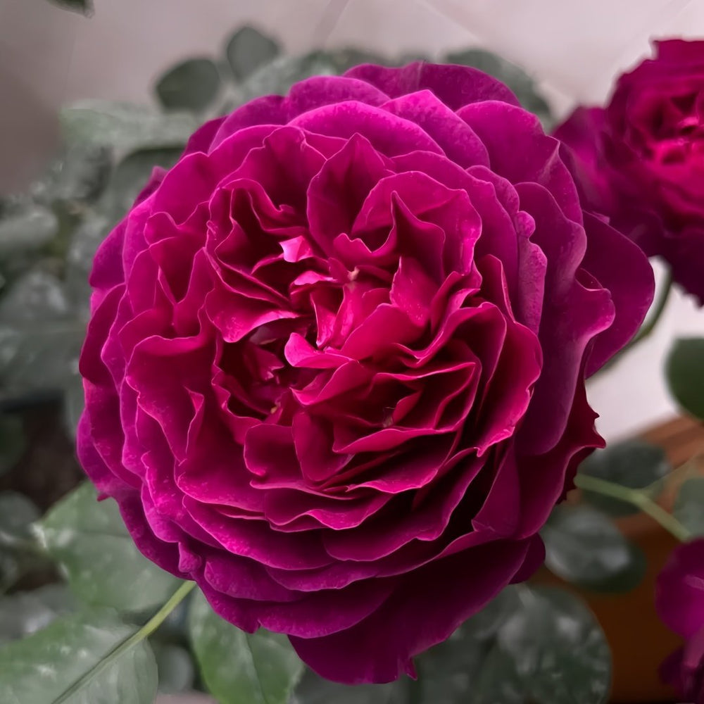 Velvety Twilight Rose Plant｜暮光之城 image 2
