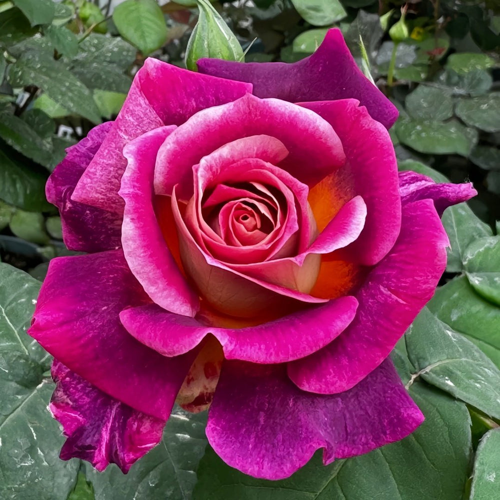 Diablesse de Mers Rose Plant|恶魔的海洋 image 7