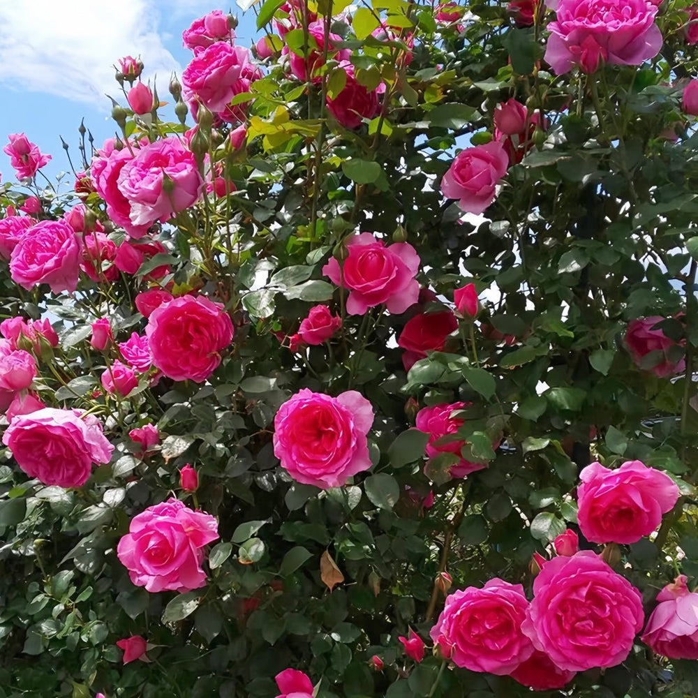 Parade Rose Plant｜大游行 image 9