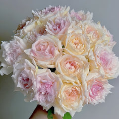 Nausica Rose Plant|娜乌西卡 image 0