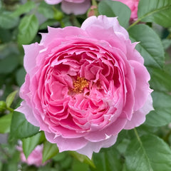 Prima Vista Rose Plant｜初见 image 0