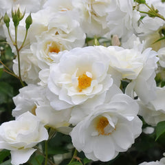 Iceberg Climbing Rose Plant｜藤冰山 image 3
