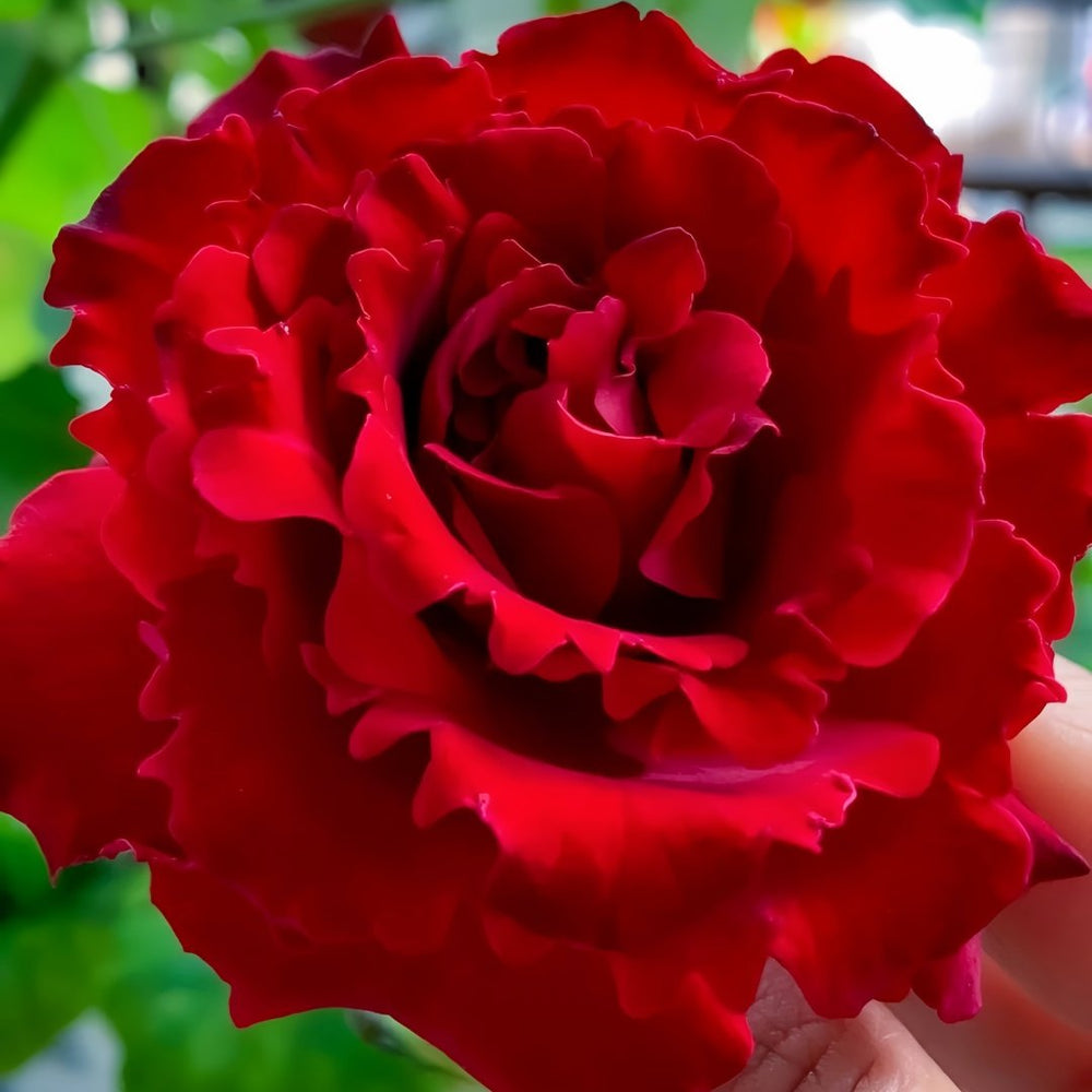 Lovett Rose Plant｜爱之花 image 7