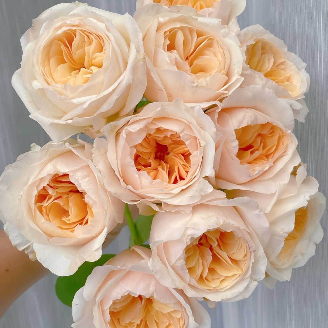 Juliet Rose Plant｜朱丽叶 image 1