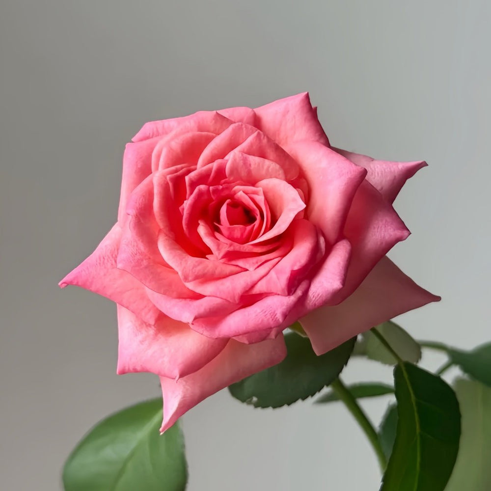 Mayra's Rose Fantasy Rose Plant｜梦幻梅拉 image 0