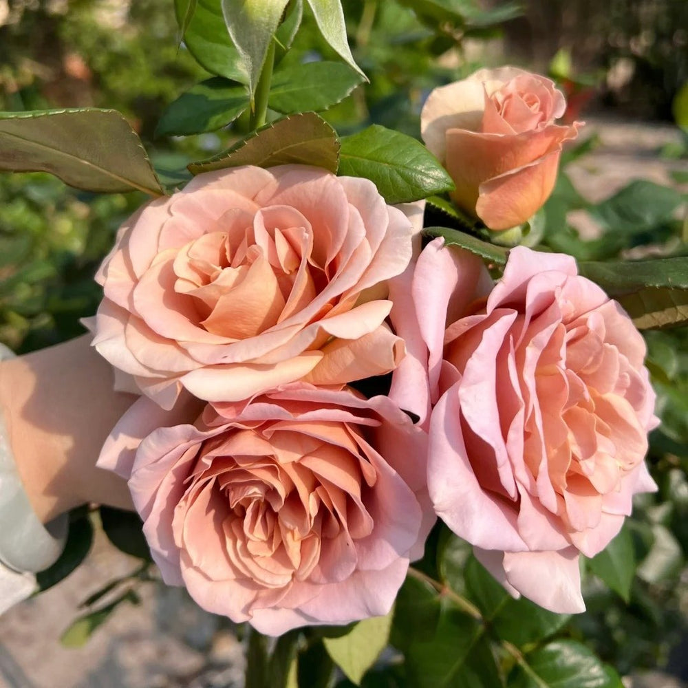 Caffe Latte Rose Plant|拿铁咖啡 image 8