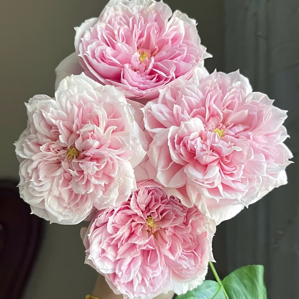 Schöne Maid Rose Plant|美少女 image 4