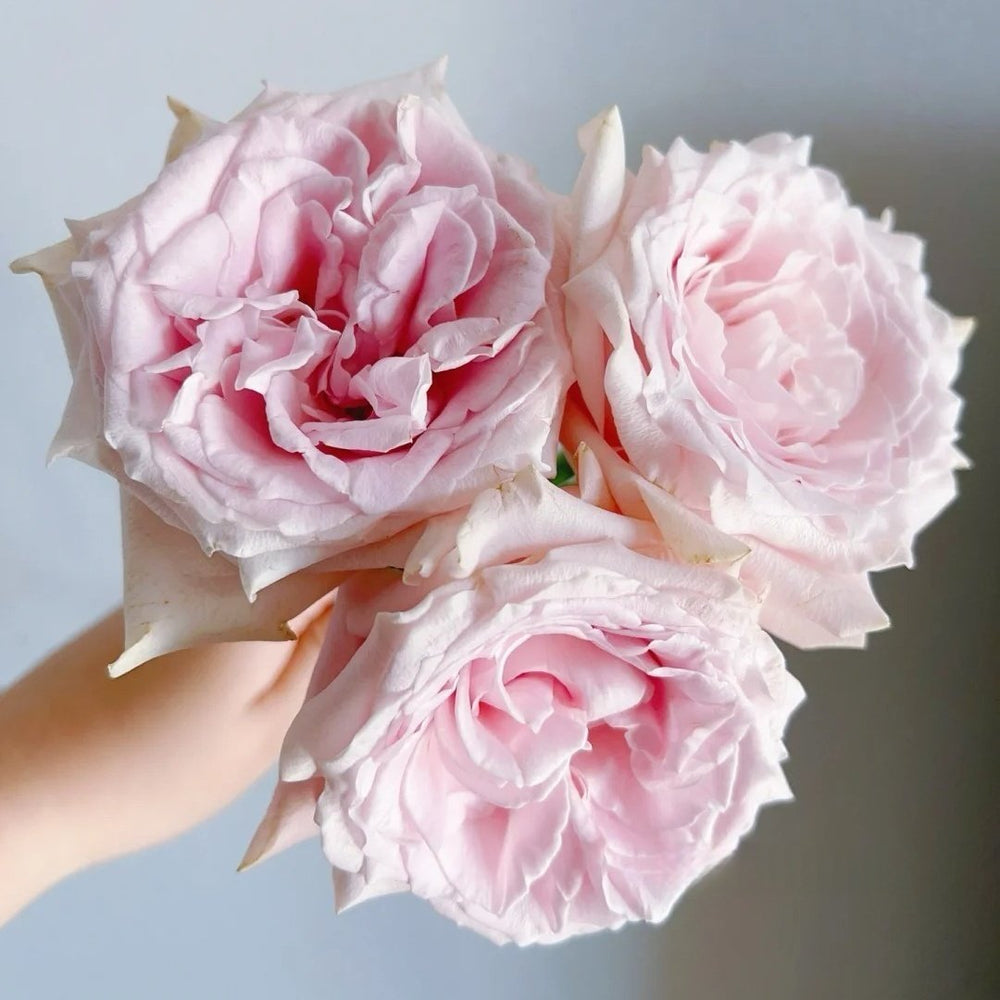 Dainty Parfum Rose Plant|丹蒂香水 image 3