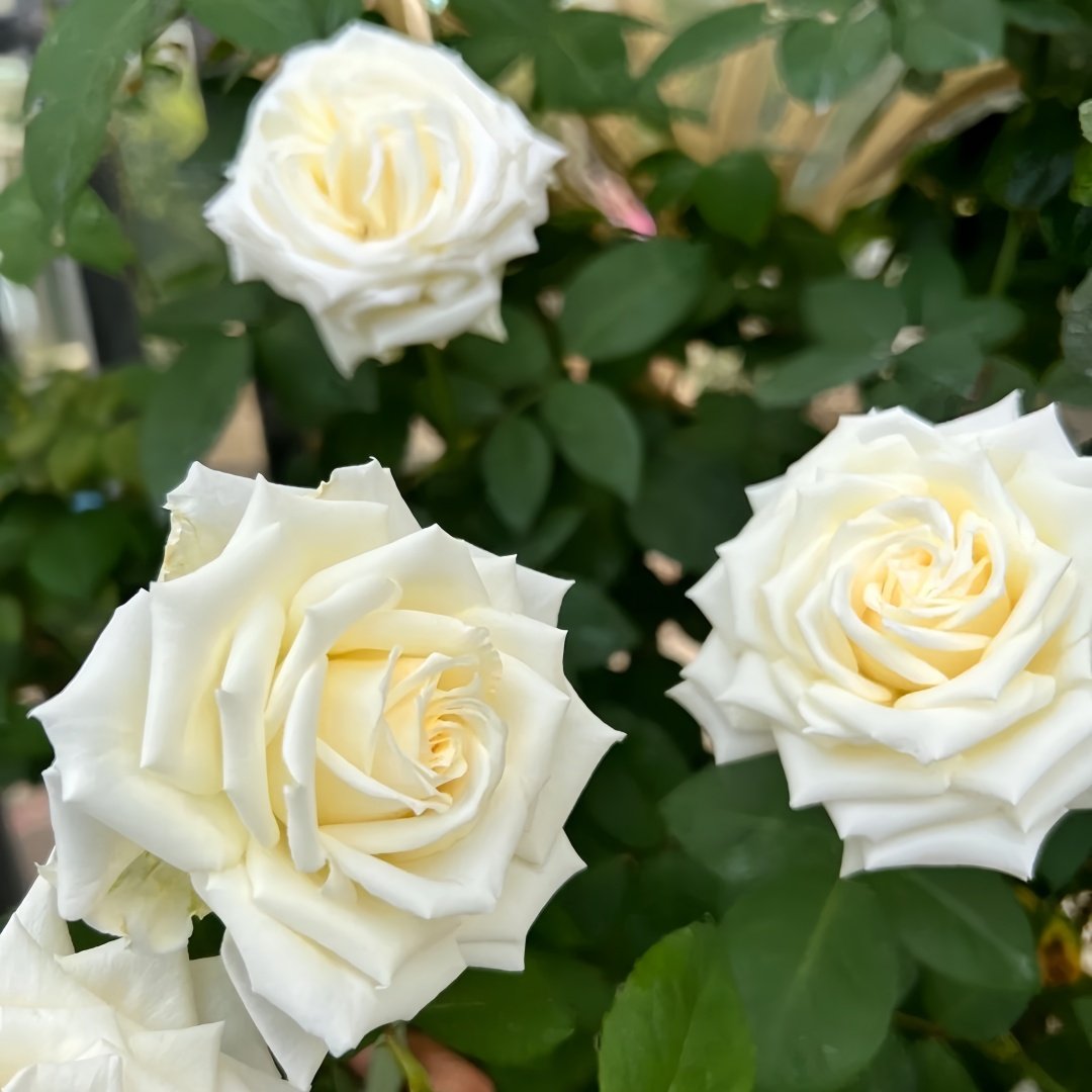 Tineke Rose Plant｜坦尼克 image 8