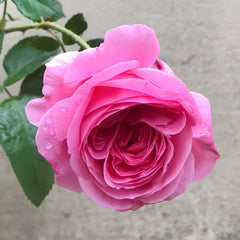 Emily Rose Plant｜艾米丽 image 3