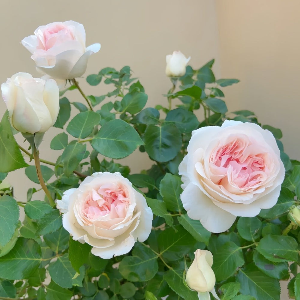 Fragrant Snow Rose Plant|香腮雪 image 8