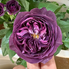Rinaldo Rose Plant|圣十字军 image 2