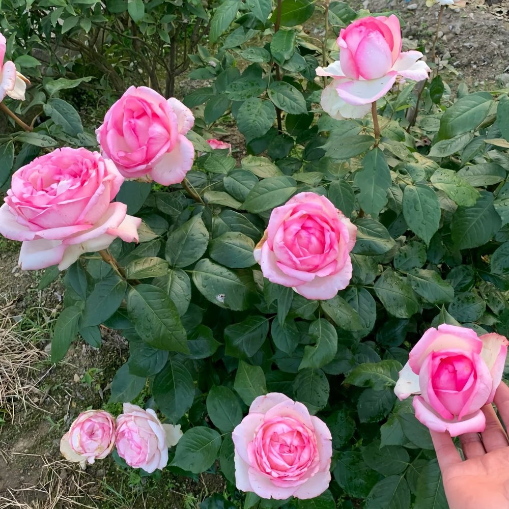 Optimiste Rose Plant｜乐天派 image 9