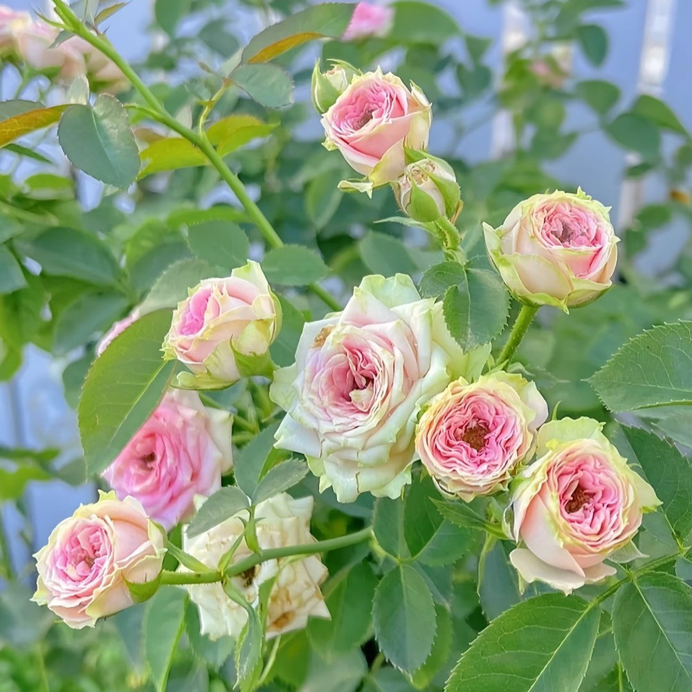 Super Sensation Rose Plant｜粉多头 image 9