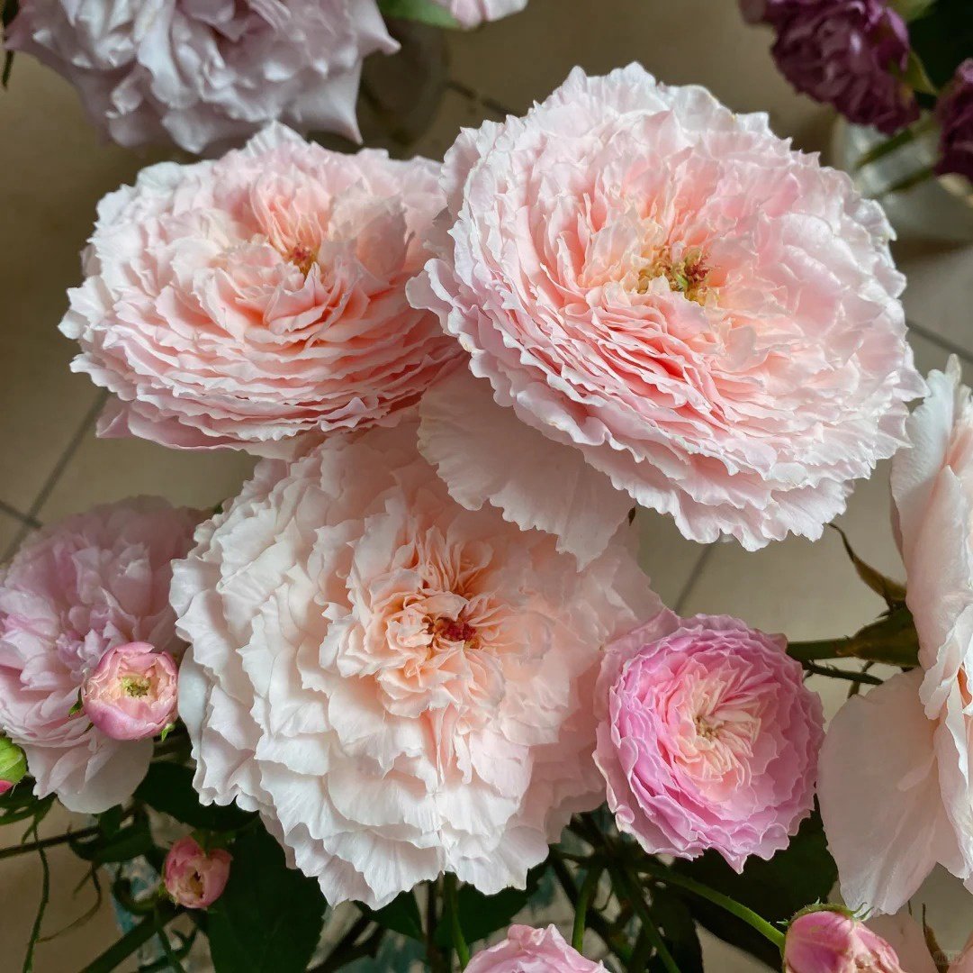 Tsumugi-Hirari Rose Plant｜紬-曼舞 image 3