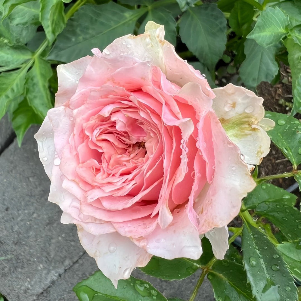 Country Peonia Rose Plant|乡村牡丹 image 4