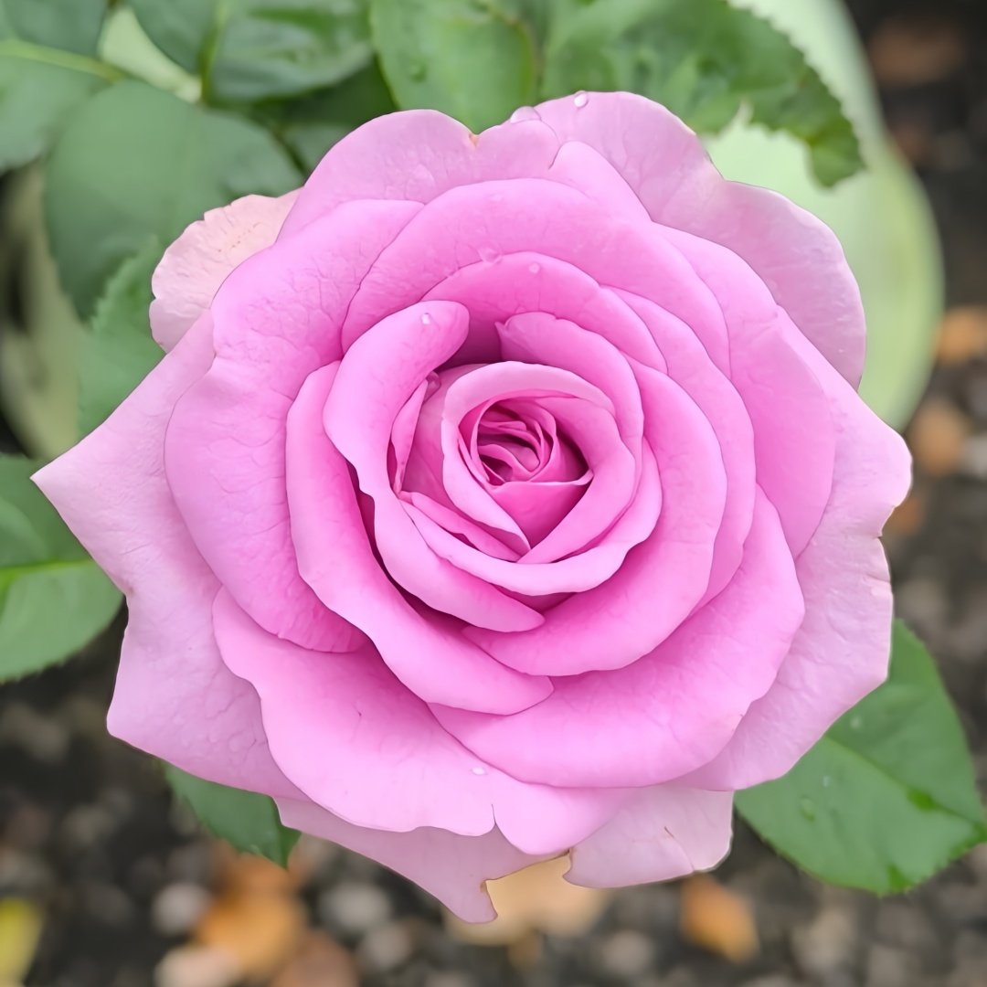 Dolcetto Rose Plant | 多姿桃 image 0