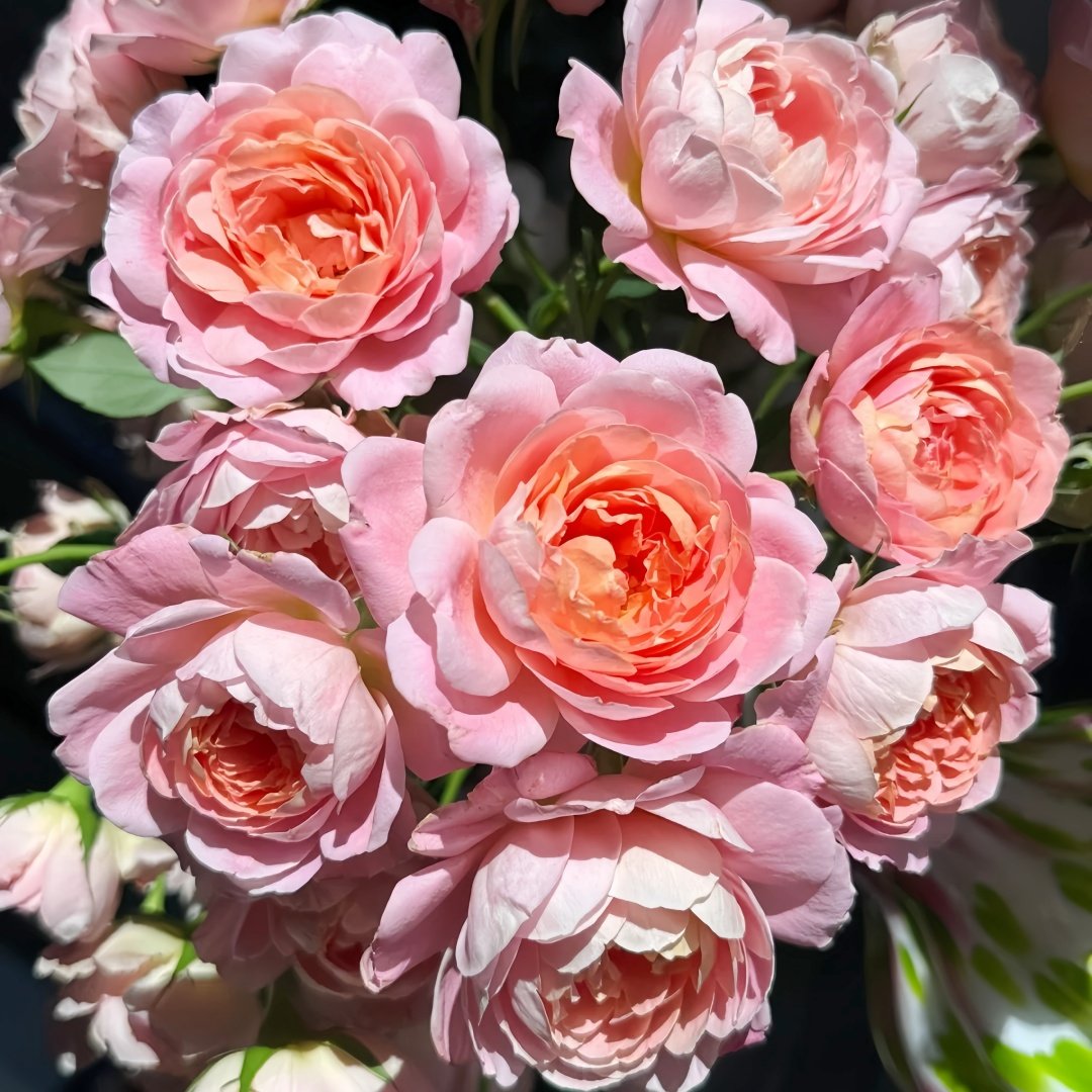 Zhiqiu Rose Plant|知秋 image 4