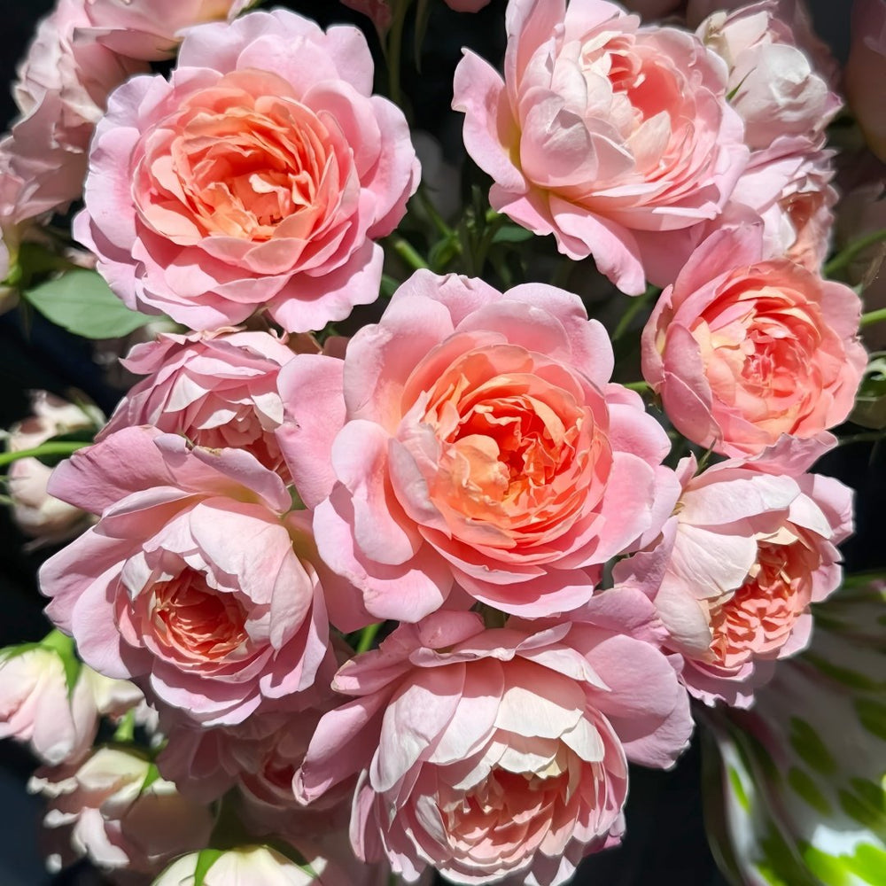 Zhiqiu Rose Plant|知秋 image 4