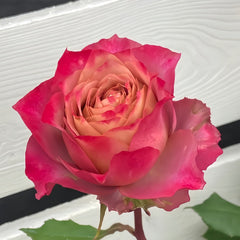 Thé nature Rose Plant|英伦节拍 image 2