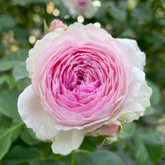 Vesalius Rose Plant｜维萨里 image 2