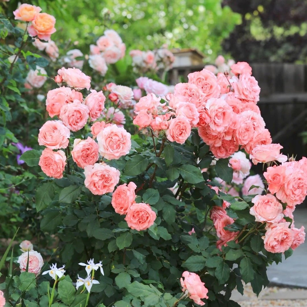 Corail Gelee Rose Plant｜珊瑚果冻 image 6