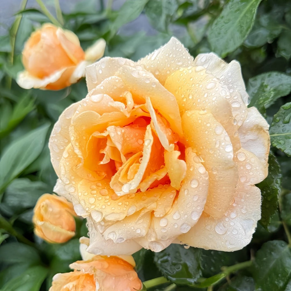 Saint Tropez Rose Plant | 圣特罗佩 image 4