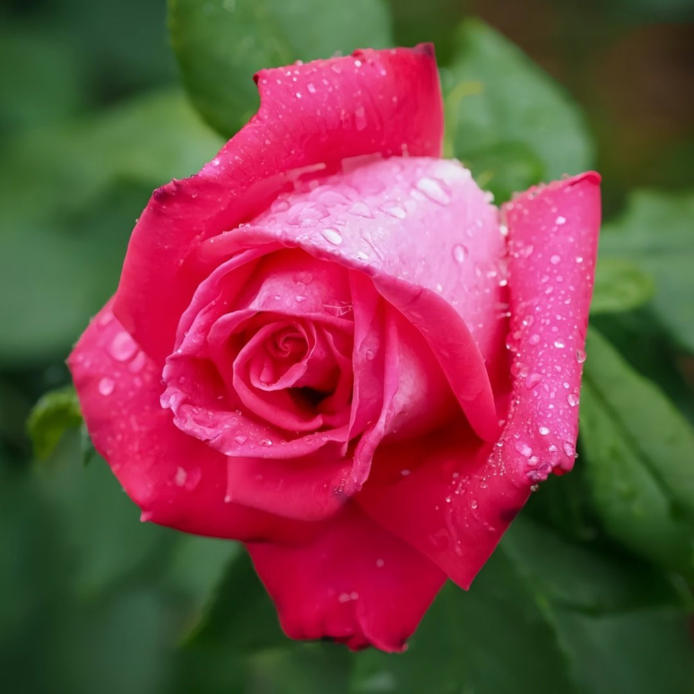 Lolita Lempicka Rose Plant|洛丽塔 image 2