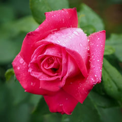 Lolita Lempicka Rose Plant|洛丽塔 image 2
