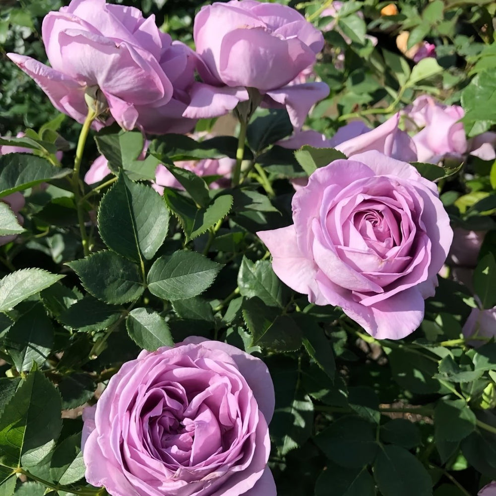 Shinoburedo Rose Plant|蓝色风暴 image 6