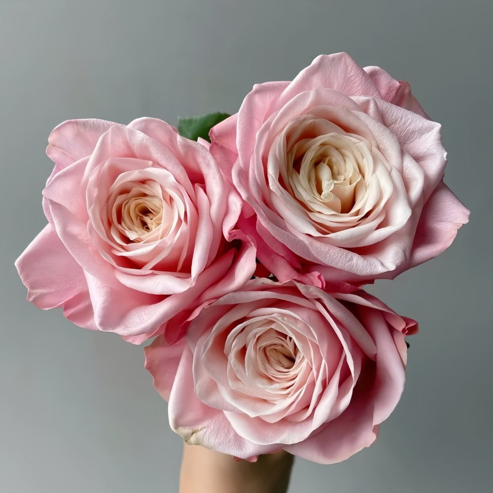 Supless Rose Plant｜甜蜜奶咖 image 6