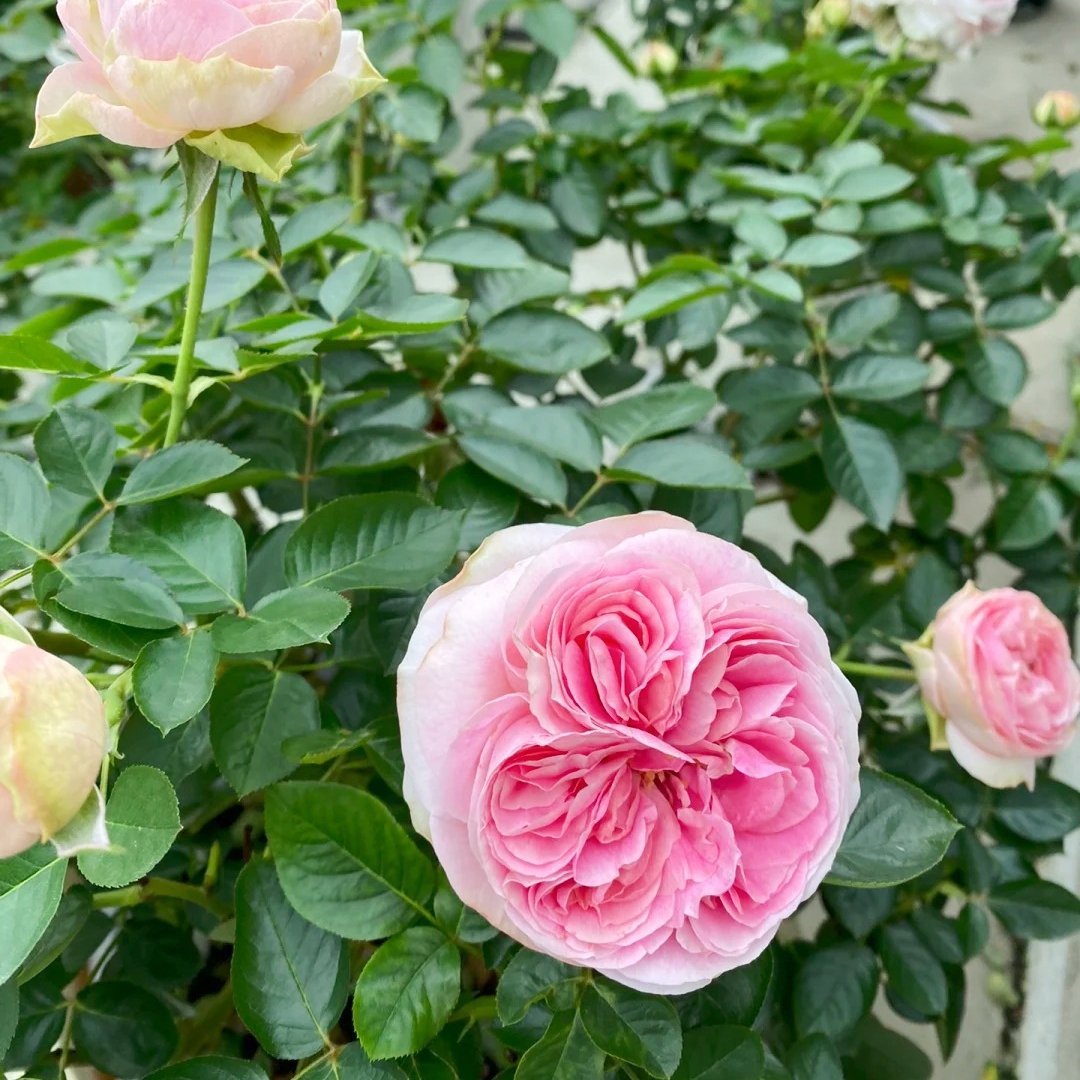 Yves No4 Aroma Rose Plant|伊芙四号芳香 image 2