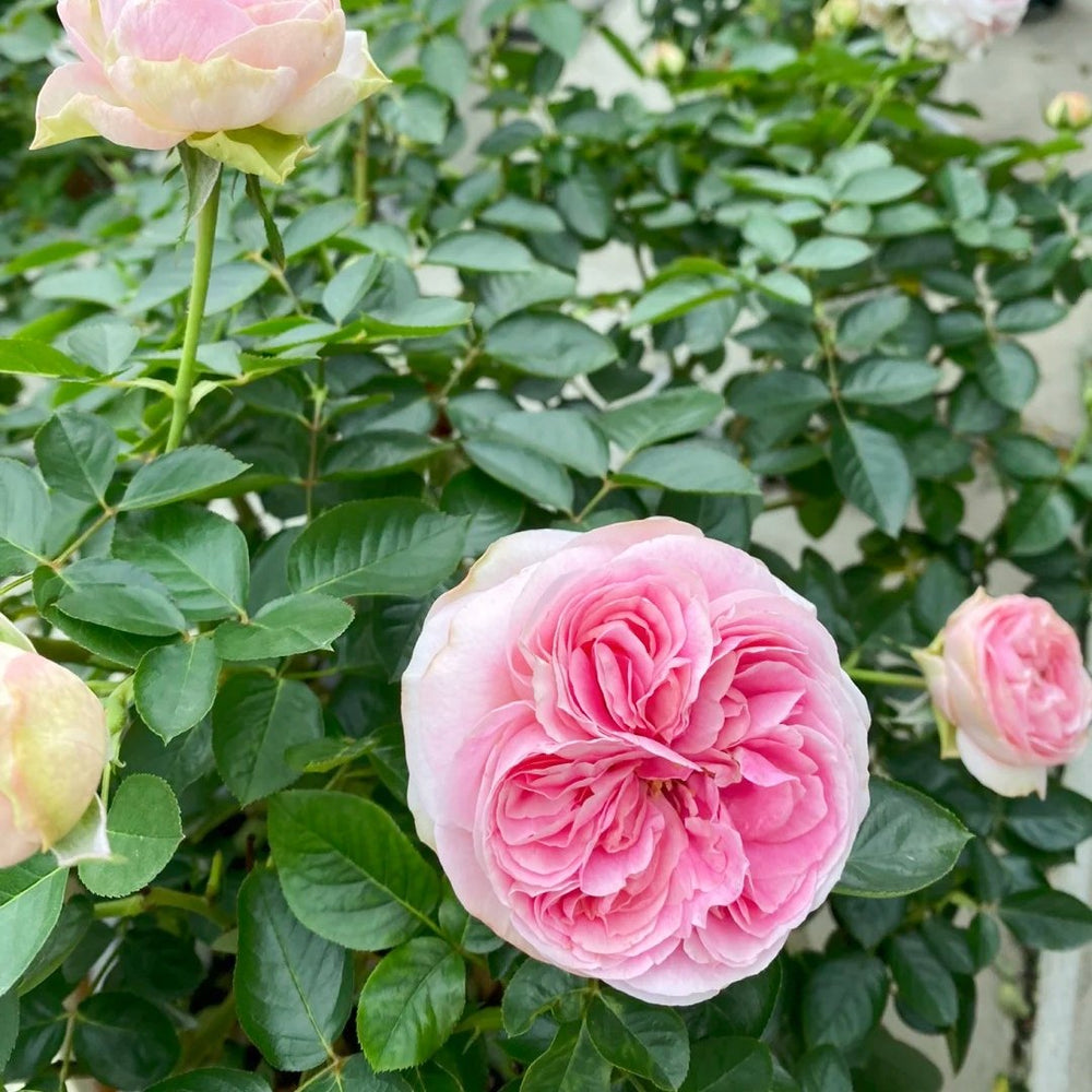 Yves No4 Aroma Rose Plant|伊芙四号芳香 image 2
