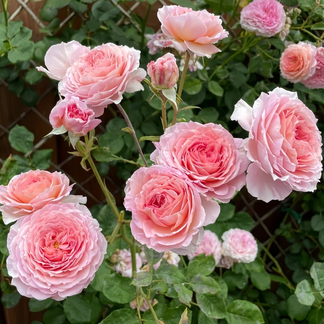 James Galway Rose Plant｜詹姆斯高威 image 9