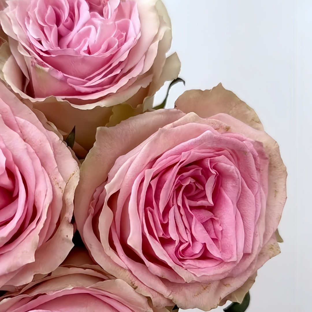 Sweet Elegance Rose Plant|甜蜜高雅 image 4