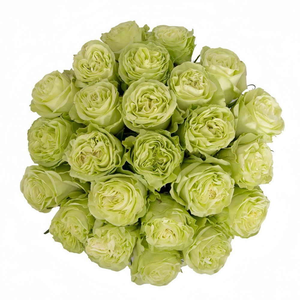 Wasabi Rose Plant｜芥末 image 5