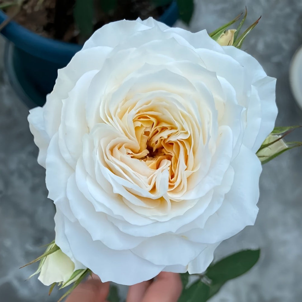 White Cloud Rose Plant｜白色云端 image 0