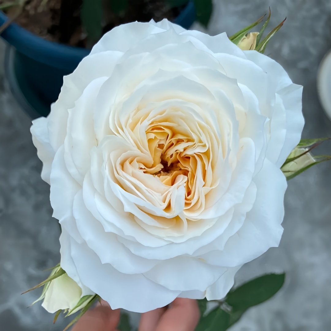 White Cloud Rose Plant｜白色云端 image 0