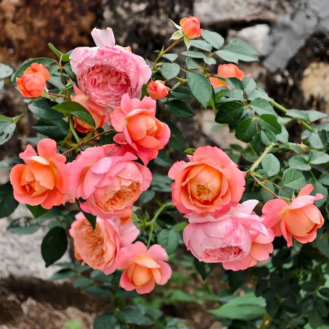 JuZi Rose Plant-橘子 image 8